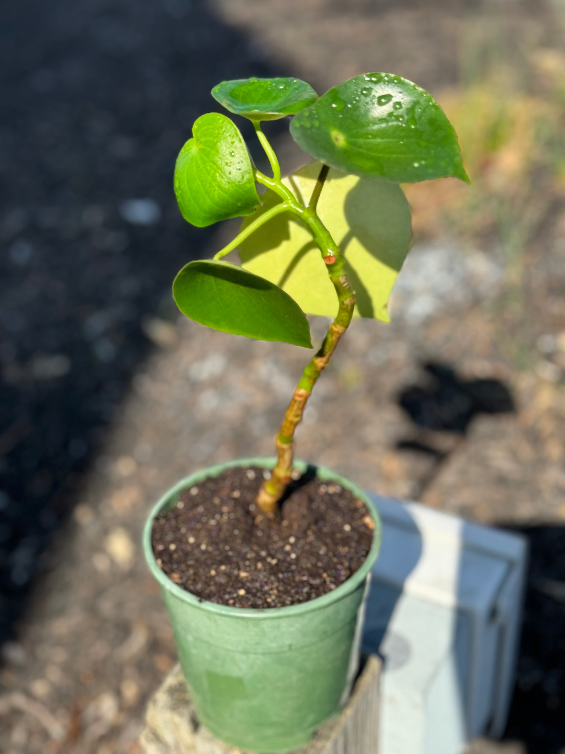 where to buy chinese money plant near me Chinese Money Plant – The Reign Shop