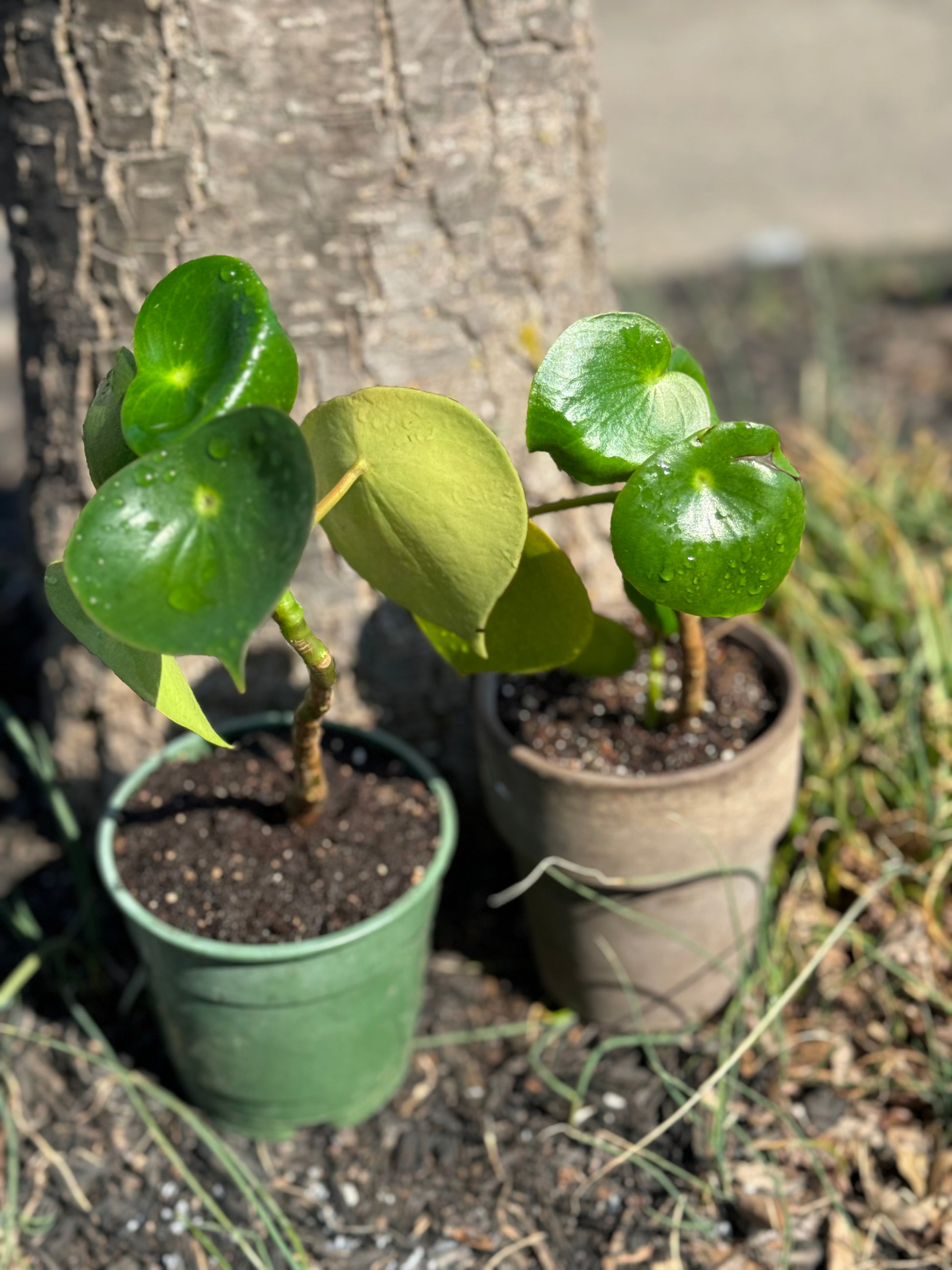 chinese.money plant Chinese Money Plant – The Reign Shop