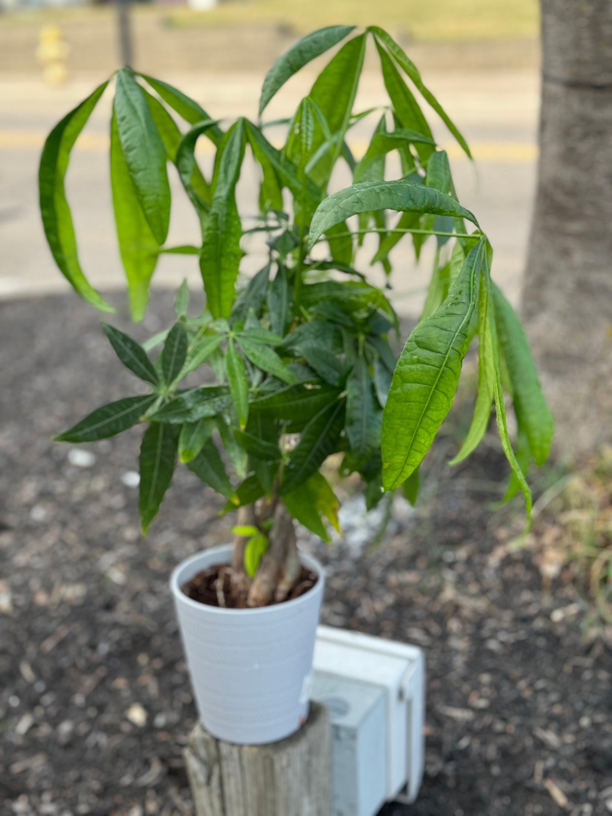 money tree opening hours Money Tree Plant – The Reign Shop